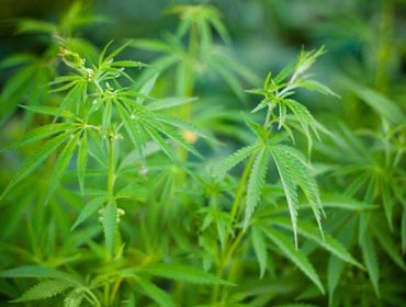 A close up of a plant with green leaves, possibly indicating cannabis cultivation.